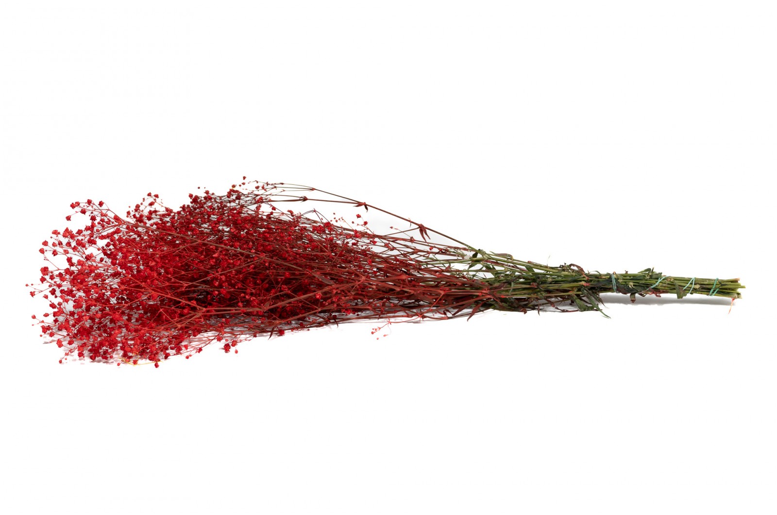 PHOCEALYS │Gypsophile stabilisé│vente aux pros│Grossiste