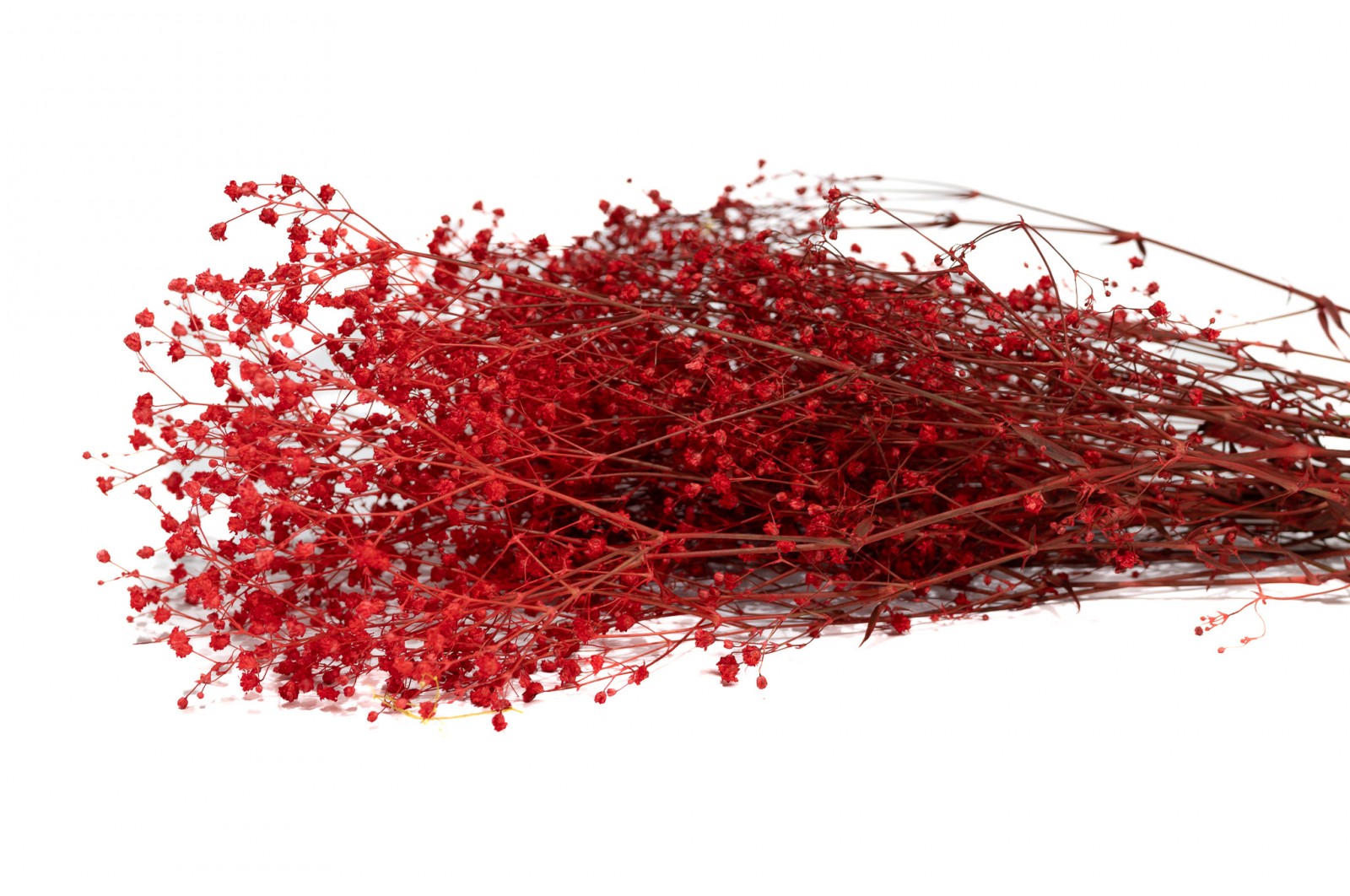 PHOCEALYS │Gypsophile stabilisé│vente aux pros│Grossiste