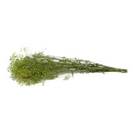 PHOCEALYS │Gypsophile stabilisé│vente aux pros│Grossiste