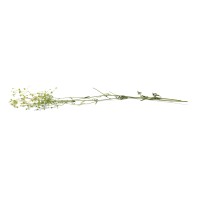 PHOCEALYS │Gypsophile stabilisé│vente aux pros│Grossiste