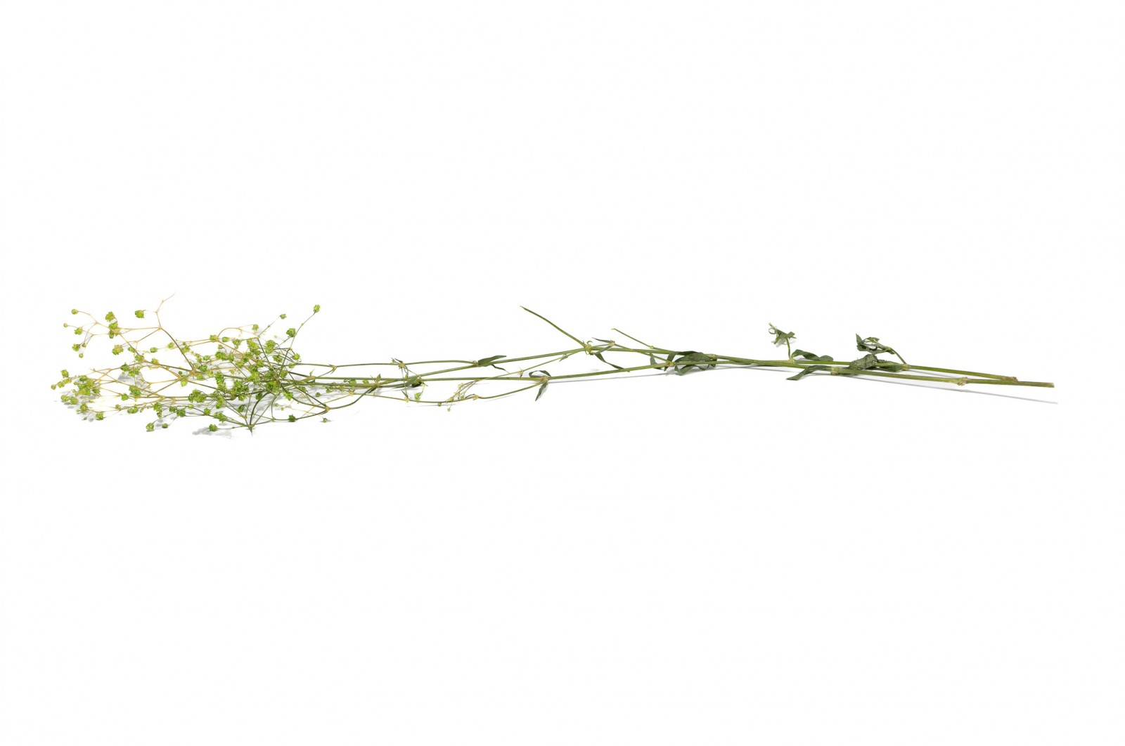 PHOCEALYS │Gypsophile stabilisé│vente aux pros│Grossiste