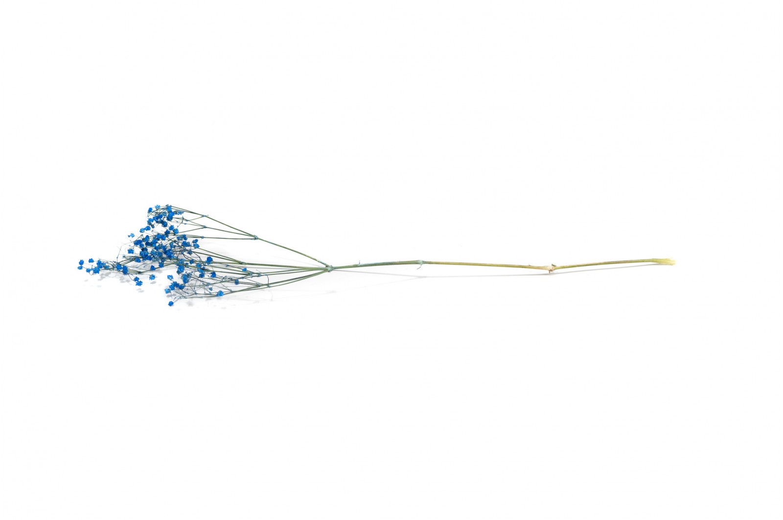 PHOCEALYS │Gypsophile stabilisé│vente aux pros│Grossiste