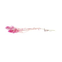 PHOCEALYS │Gypsophile stabilisé│vente aux pros│Grossiste