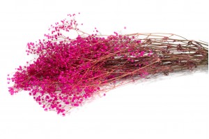 PHOCEALYS │Gypsophile stabilisé│vente aux pros│Grossiste