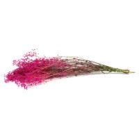 PHOCEALYS │Gypsophile stabilisé│vente aux pros│Grossiste
