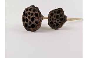 PHOCEALYS│Lotus sec│vente aux pros│Grossiste en fleurs séchées