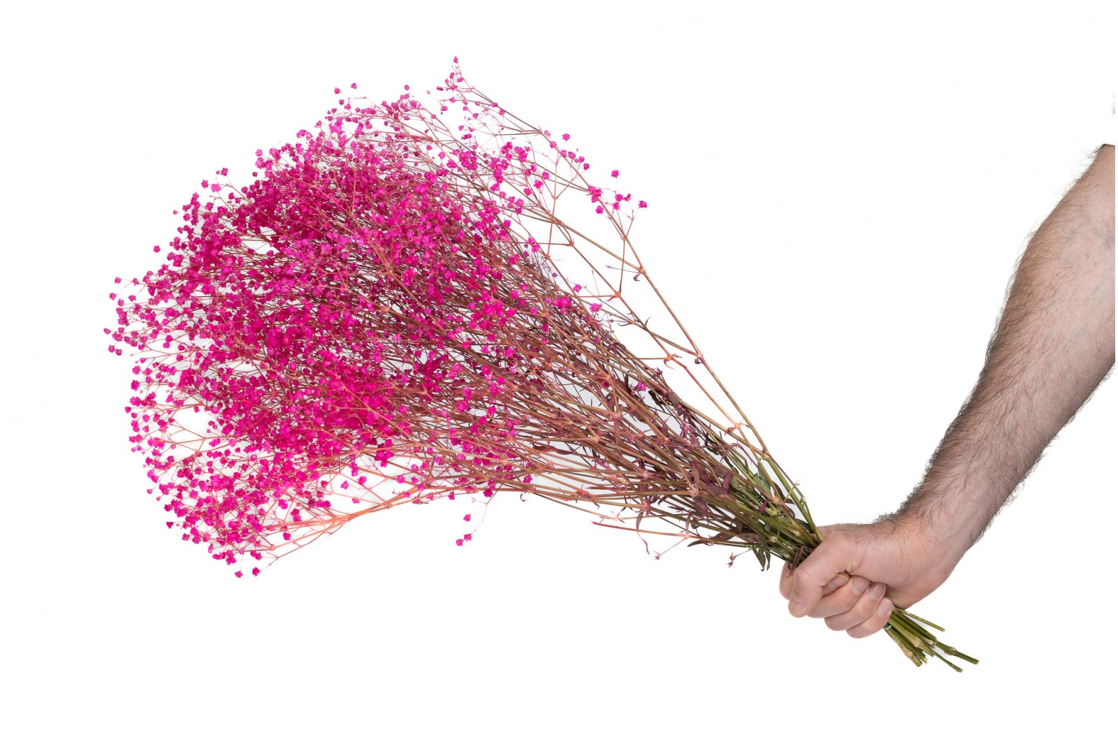 PHOCEALYS │Gypsophile stabilisé│vente aux pros│Grossiste