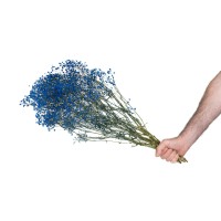 PHOCEALYS │Gypsophile stabilisé│vente aux pros│Grossiste