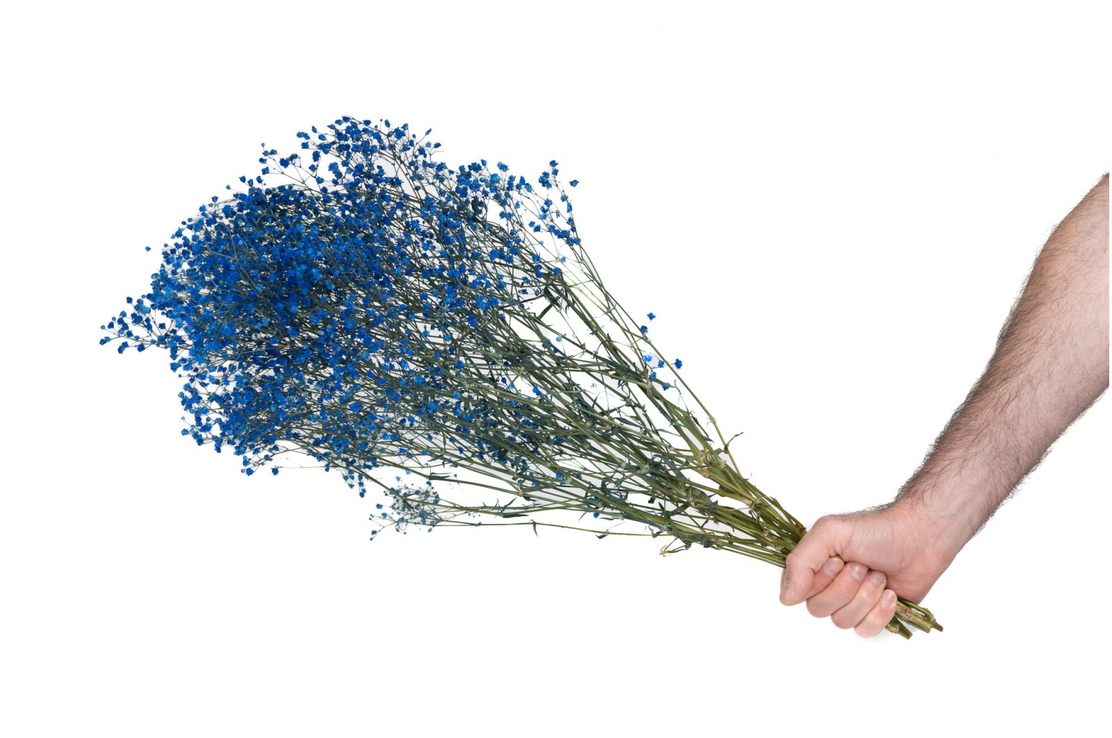 PHOCEALYS │Gypsophile stabilisé│vente aux pros│Grossiste