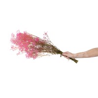 PHOCEALYS │Gypsophile stabilisé│vente aux pros│Grossiste