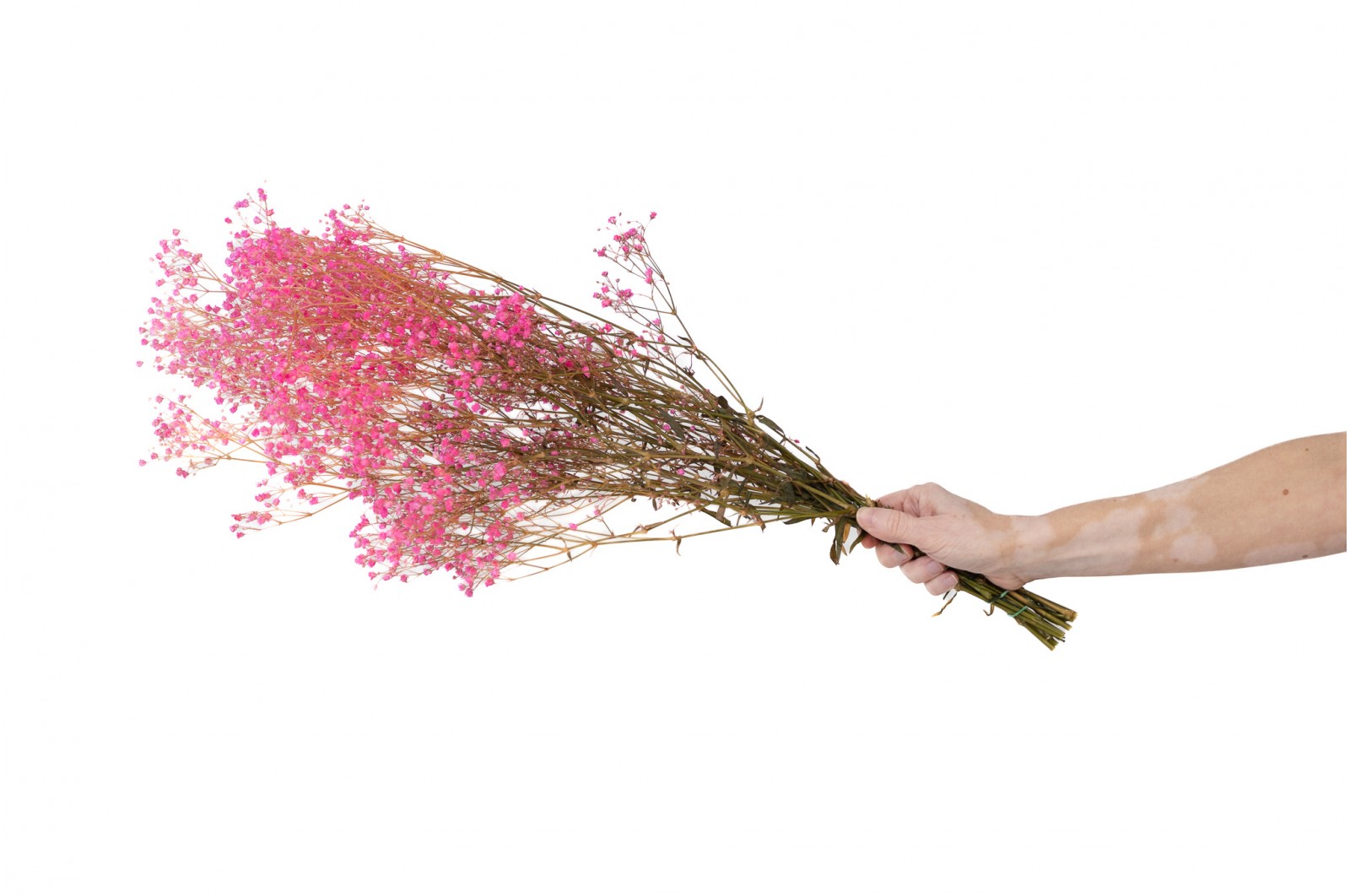 PHOCEALYS │Gypsophile stabilisé│vente aux pros│Grossiste