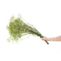 PHOCEALYS │Gypsophile stabilisé│vente aux pros│Grossiste