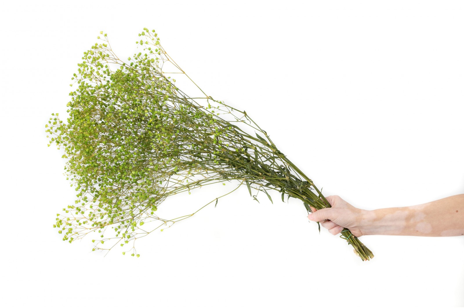 PHOCEALYS │Gypsophile stabilisé│vente aux pros│Grossiste