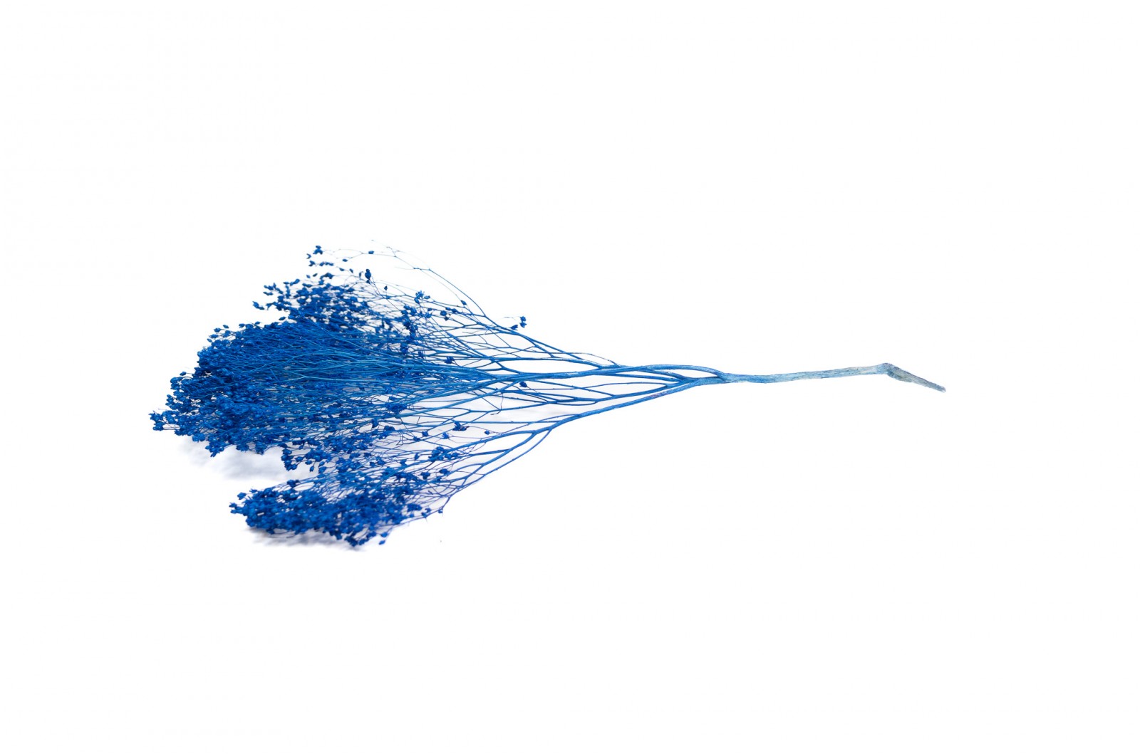 Broom bloom sec│vente aux pros│Grossiste en fleurs séchées