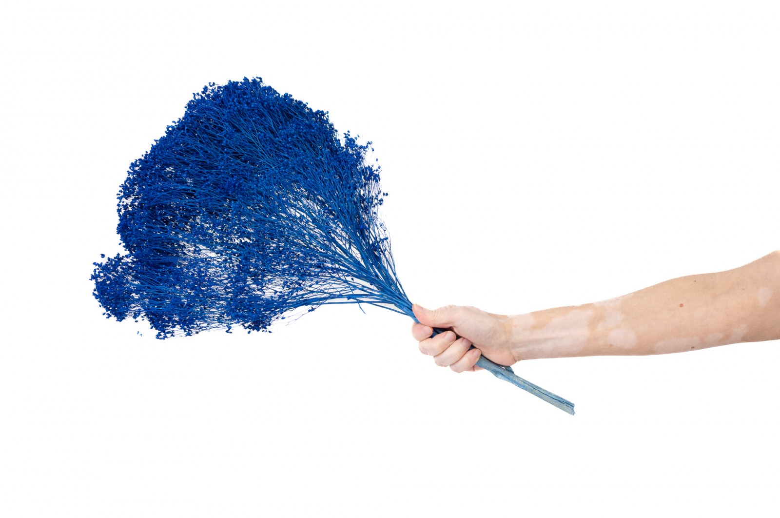 Broom bloom sec│vente aux pros│Grossiste en fleurs séchées