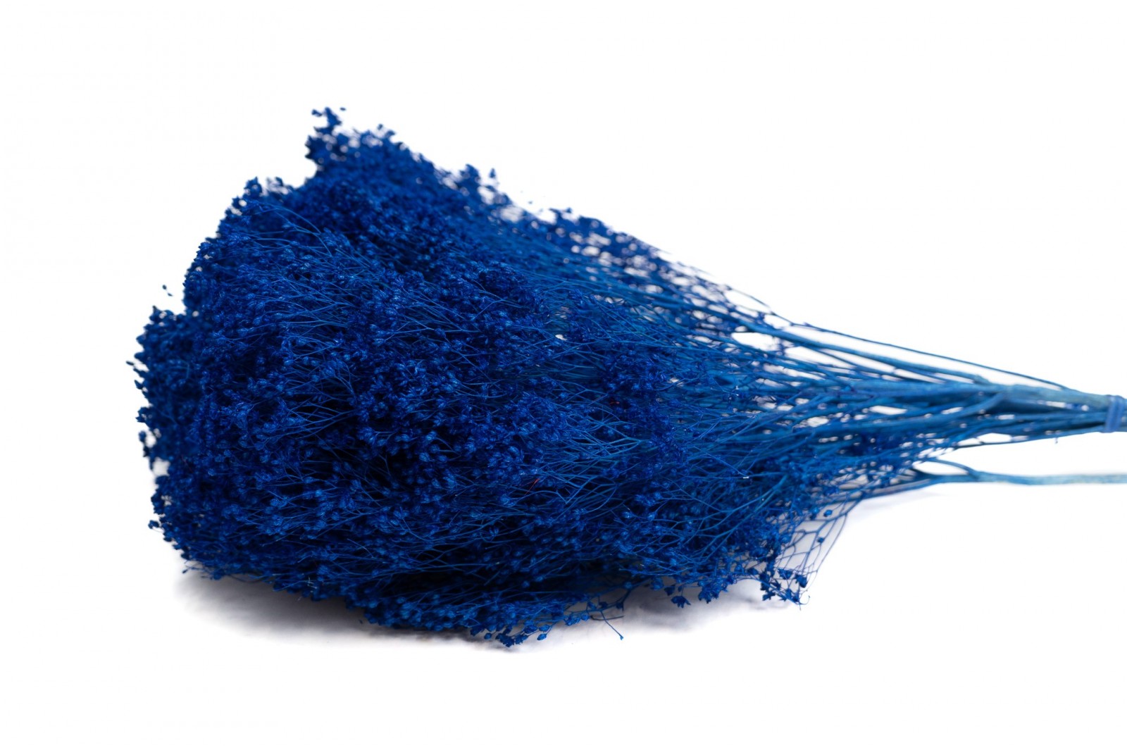 Broom bloom sec│vente aux pros│Grossiste en fleurs séchées