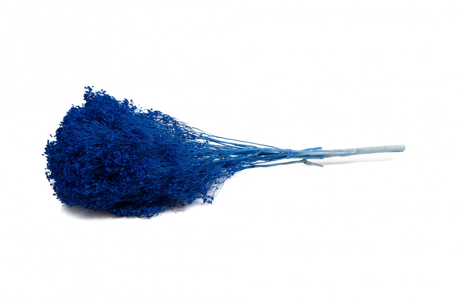 Broom bloom sec│vente aux pros│Grossiste en fleurs séchées