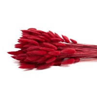 PHOCEALYS │Lagurus sec │vente aux pros│Grossiste en fleurs séchées