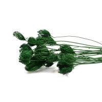 PHOCEALYS│Fenouil sec│vente aux pros│Grossiste en fleurs séchées