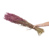 PHOCEALYS │Avoine séchée│vente aux pros│Grossiste en fleurs séchées