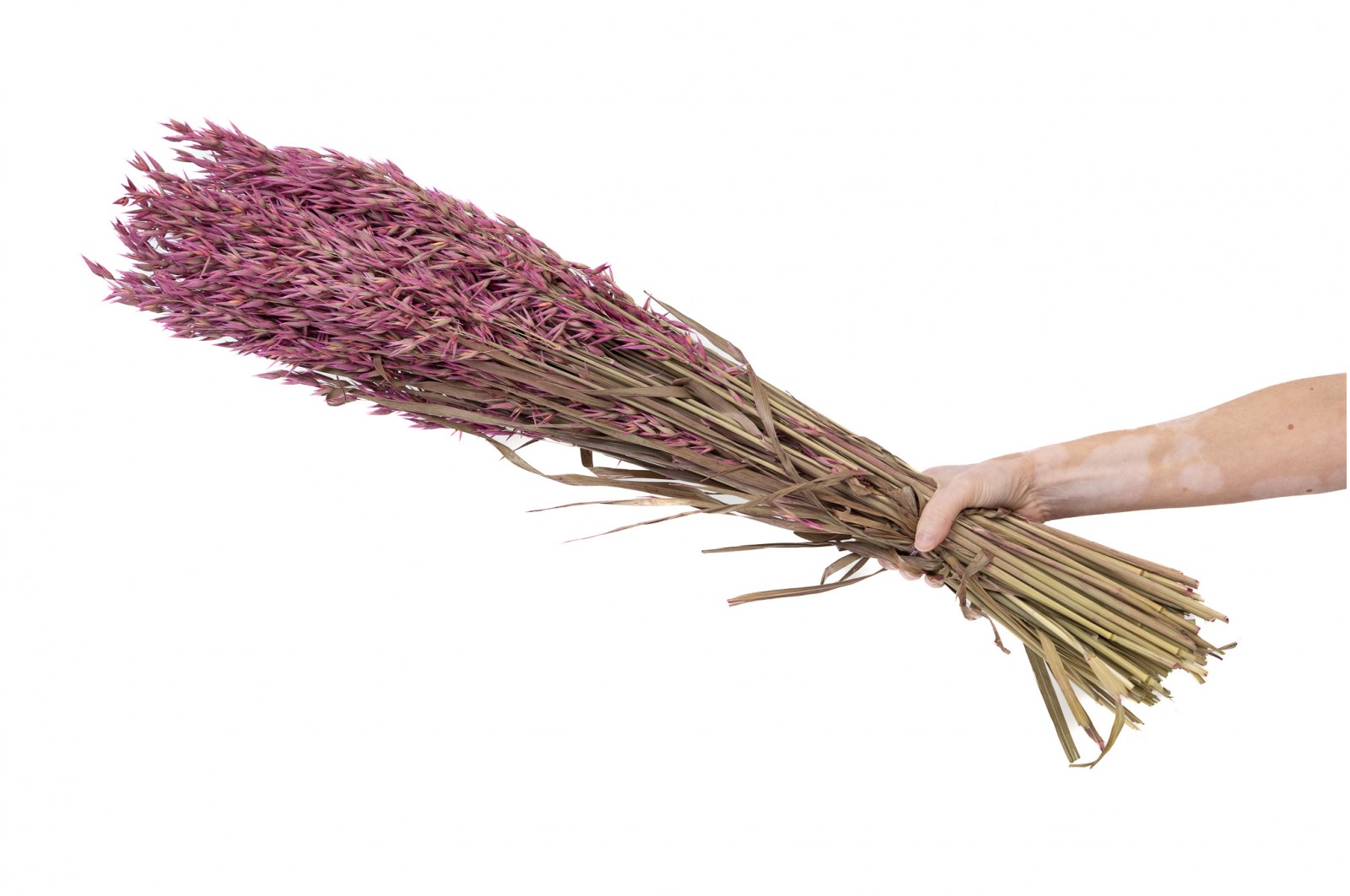 PHOCEALYS │Avoine séchée│vente aux pros│Grossiste en fleurs séchées
