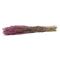 PHOCEALYS │Avoine séchée│vente aux pros│Grossiste en fleurs séchées