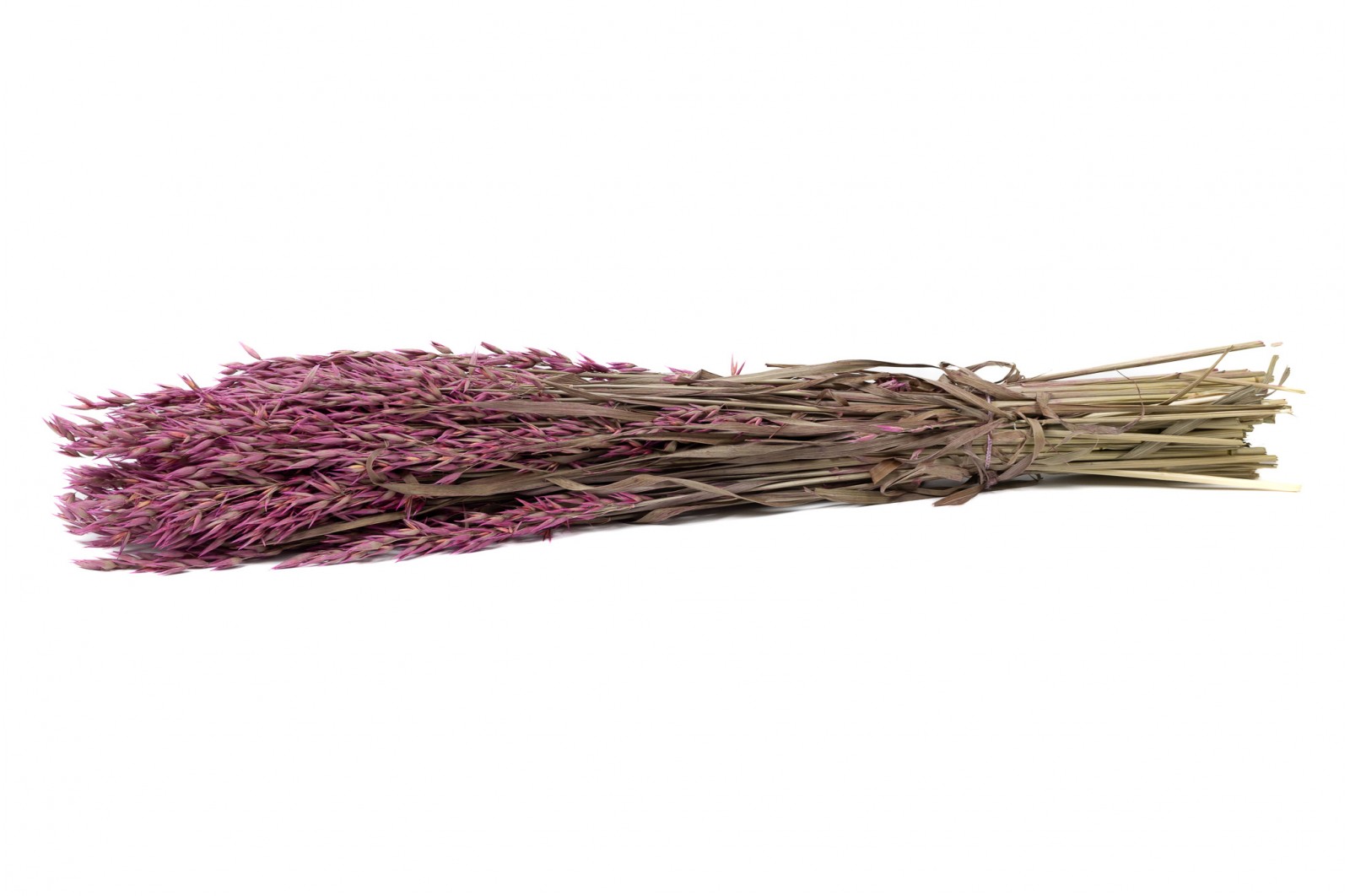 PHOCEALYS │Avoine séchée│vente aux pros│Grossiste en fleurs séchées
