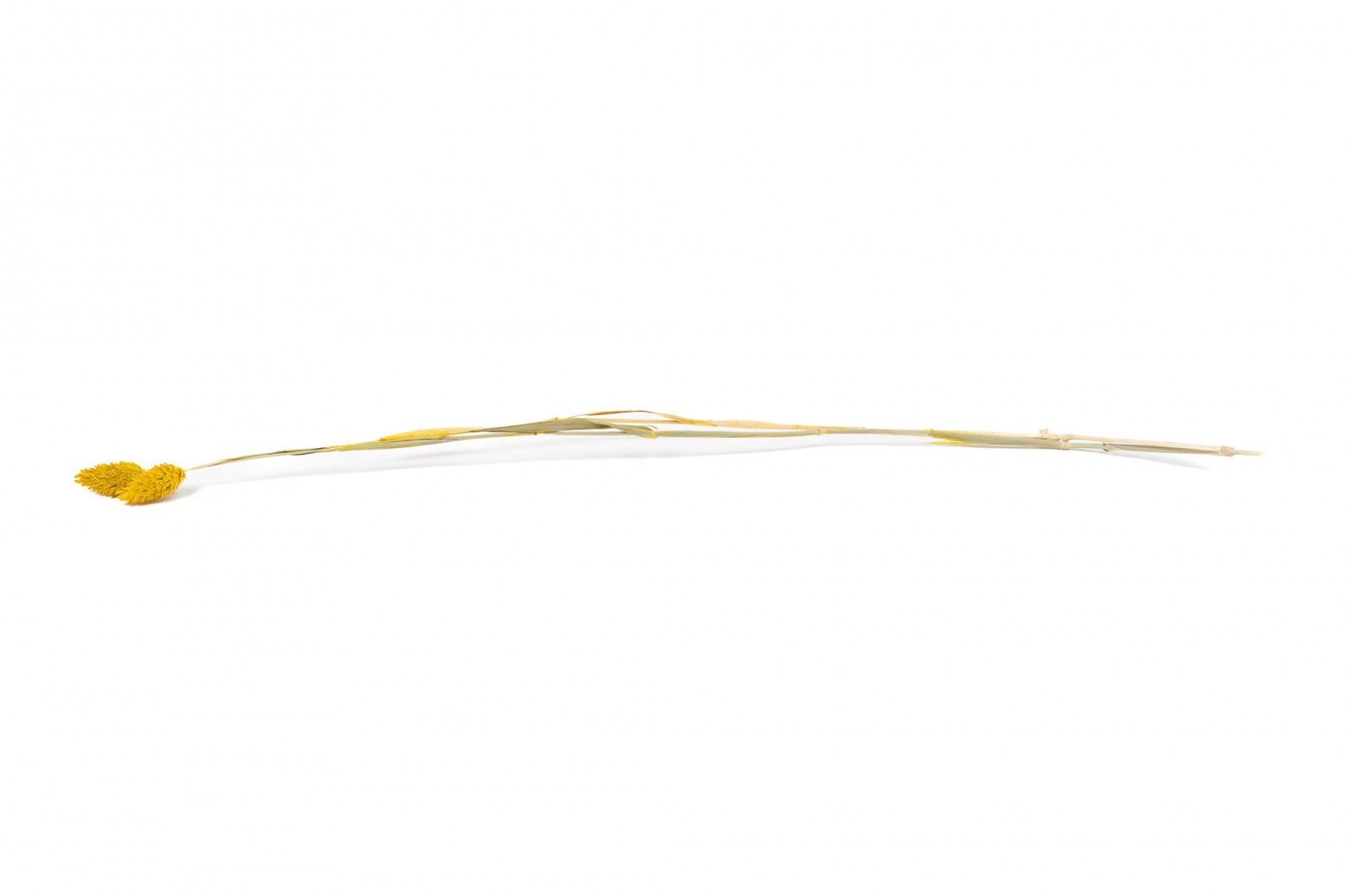 PHOCEALYS │Phalaris sec │vente aux pros│Grossiste en fleurs séchées
