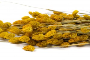 PHOCEALYS │Phalaris sec │vente aux pros│Grossiste en fleurs séchées