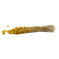 PHOCEALYS │Phalaris sec │vente aux pros│Grossiste en fleurs séchées