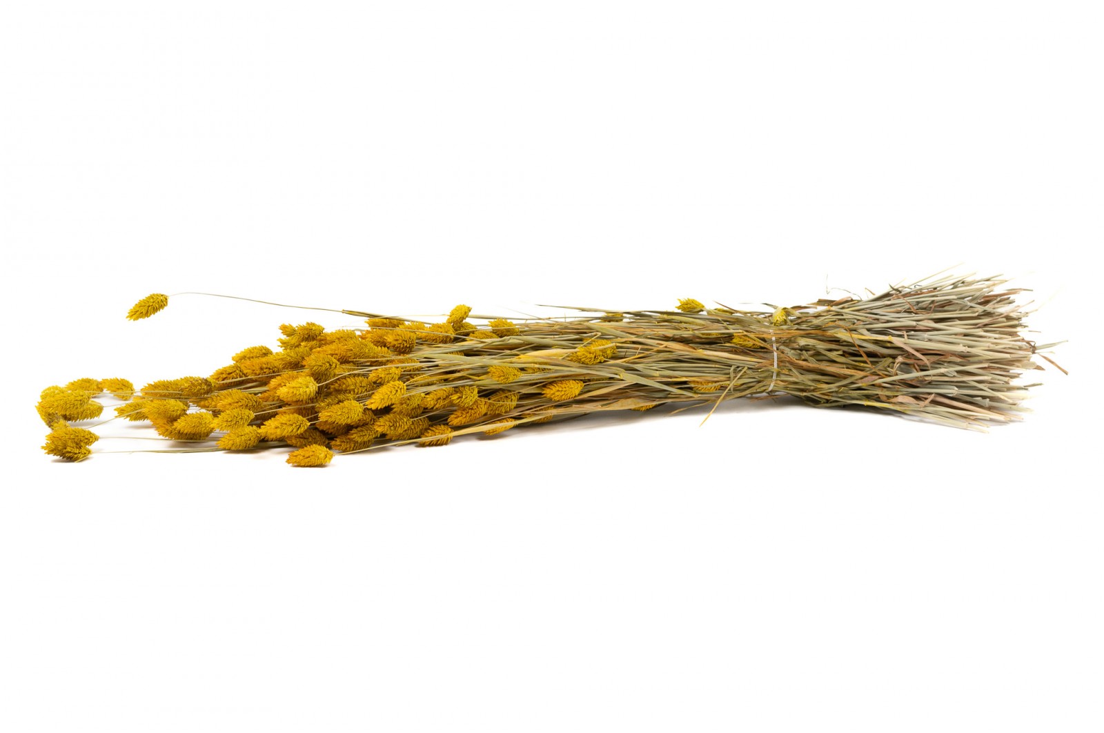 PHOCEALYS │Phalaris sec │vente aux pros│Grossiste en fleurs séchées