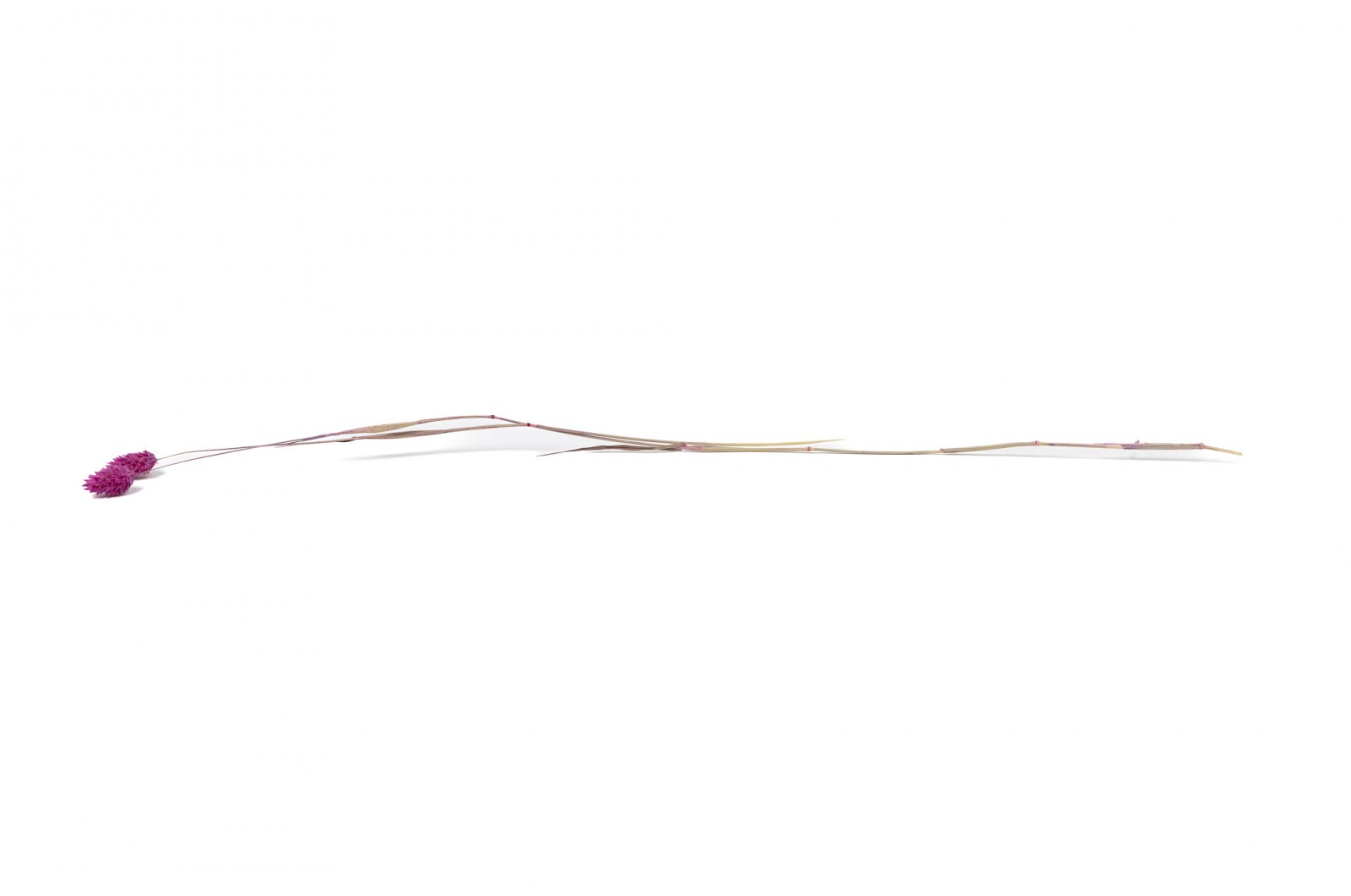 PHOCEALYS │Phalaris sec │vente aux pros│Grossiste en fleurs séchées