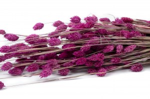 PHOCEALYS │Phalaris sec │vente aux pros│Grossiste en fleurs séchées