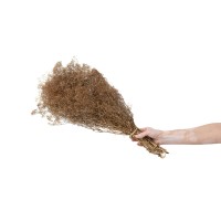 PHOCEALYS │Gypsophile stabilisé│vente aux pros│Grossiste