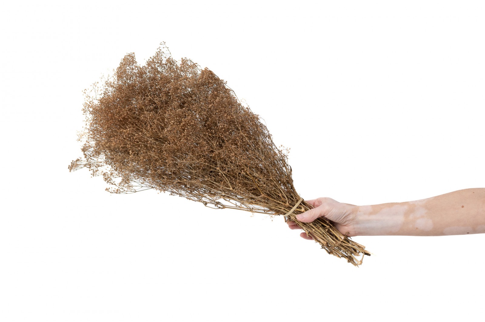 PHOCEALYS │Gypsophile stabilisé│vente aux pros│Grossiste