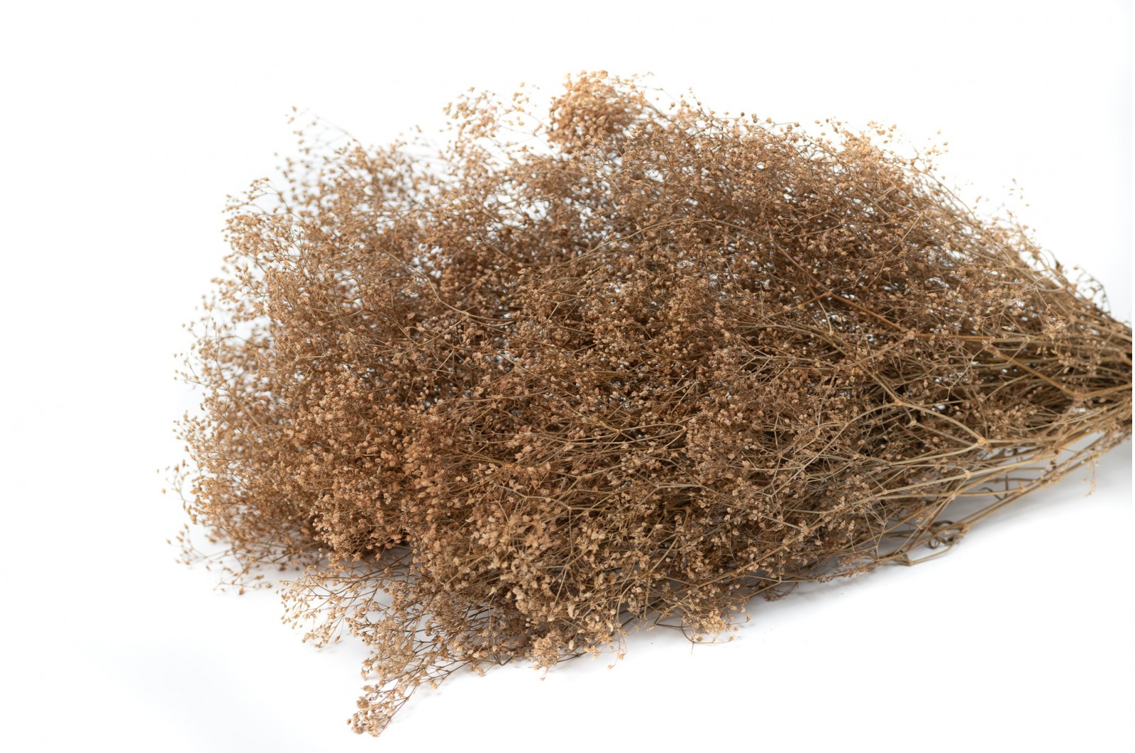 PHOCEALYS │Gypsophile stabilisé│vente aux pros│Grossiste