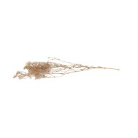 PHOCEALYS │Gypsophile stabilisé│vente aux pros│Grossiste
