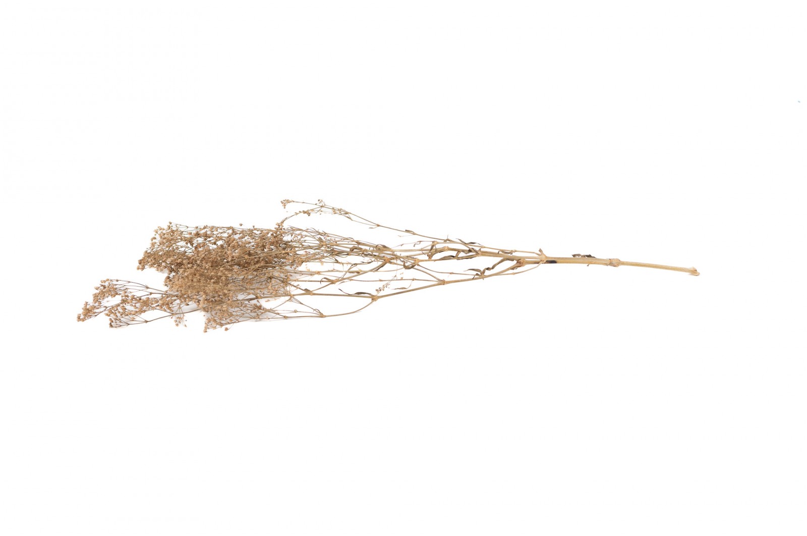 PHOCEALYS │Gypsophile stabilisé│vente aux pros│Grossiste
