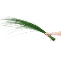 Bright grass stabilisé│vente aux pros│Grossiste en végétaux stabilisés