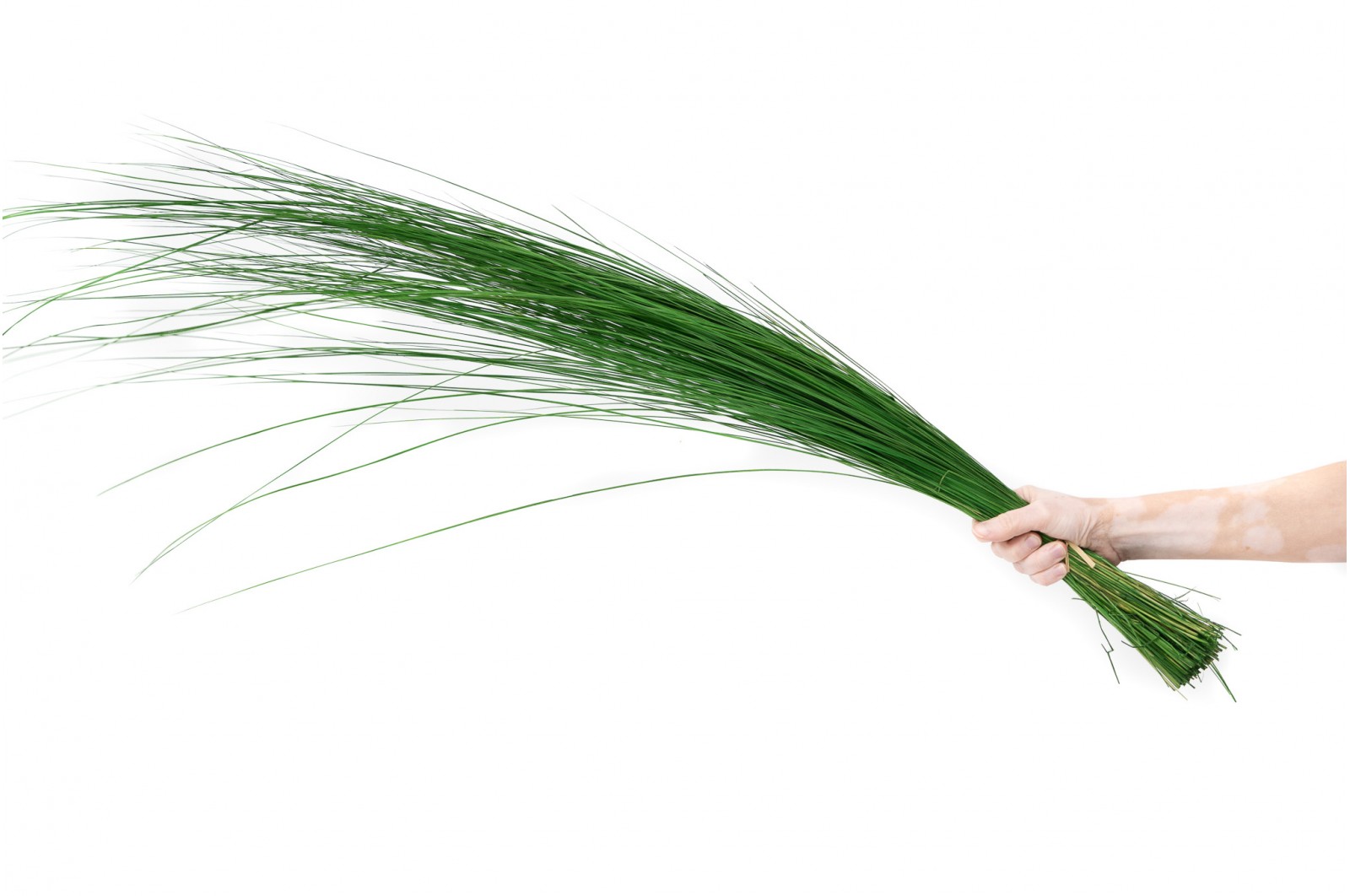 Bright grass stabilisé│vente aux pros│Grossiste en végétaux stabilisés