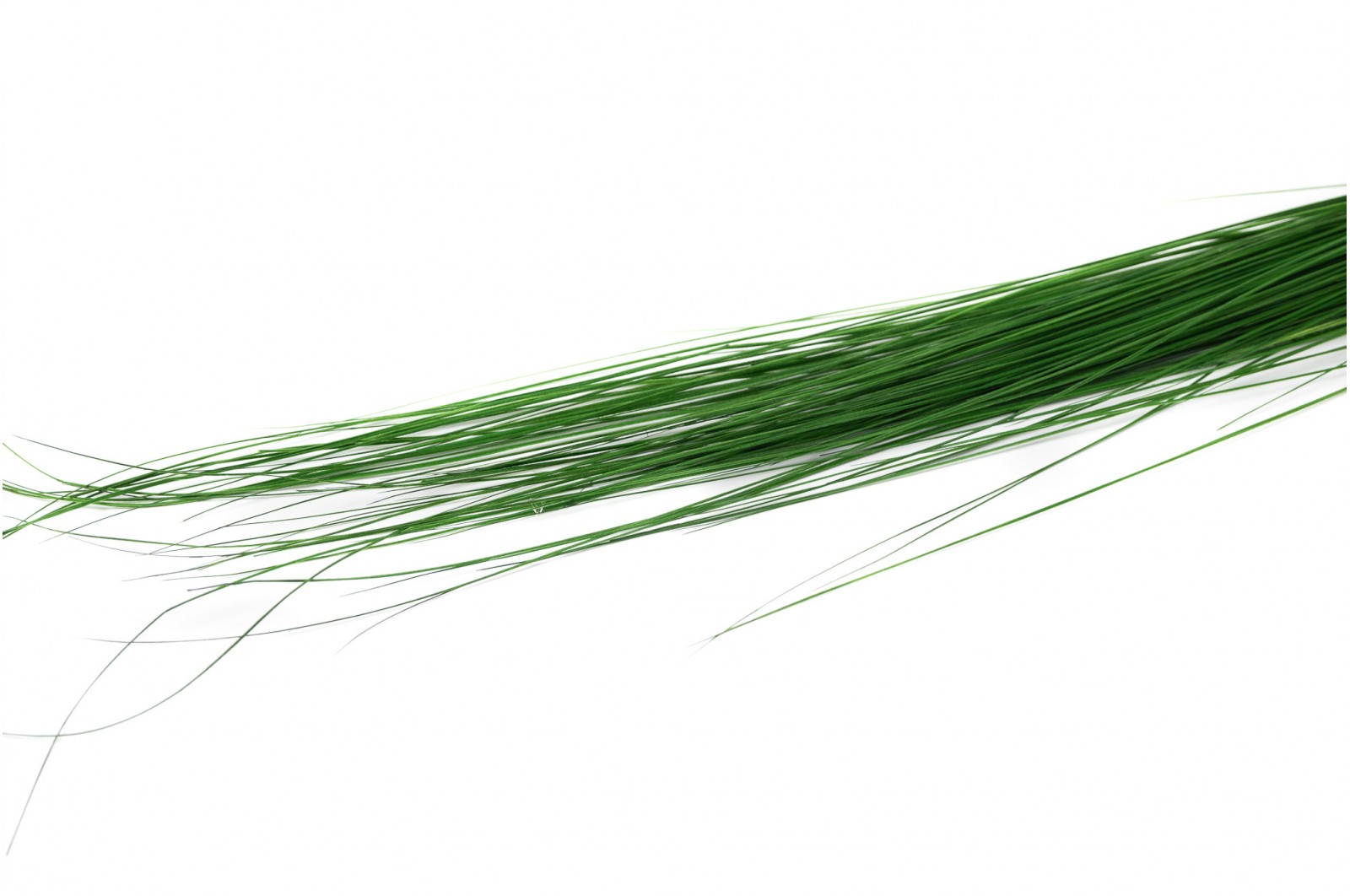 Bright grass stabilisé│vente aux pros│Grossiste en végétaux stabilisés