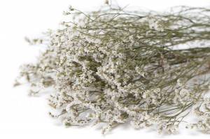 PHOCEALYS│Limonium sec│vente aux pros│Grossiste en végétaux stabilisés