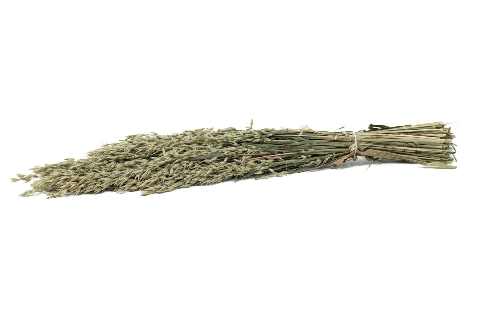 PHOCEALYS │Avoine séchée│vente aux pros│Grossiste en fleurs séchées
