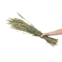PHOCEALYS │Avoine séchée│vente aux pros│Grossiste en fleurs séchées