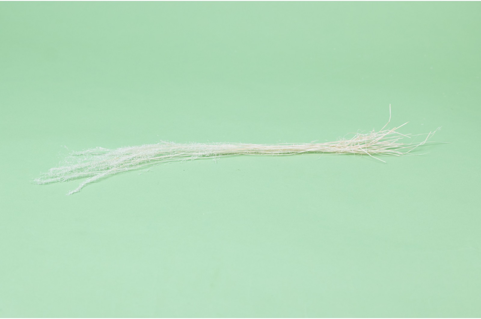 Agrostis sec│vente aux pros│Grossiste en fleurs séchées