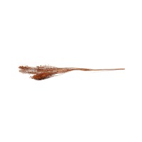 Broom bloom sec│vente aux pros│Grossiste en fleurs séchées