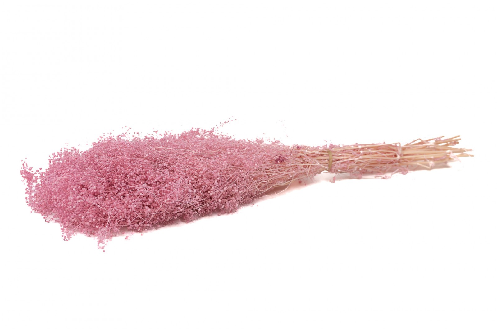 PHOCEALYS │Gypsophile stabilisé│vente aux pros│Grossiste