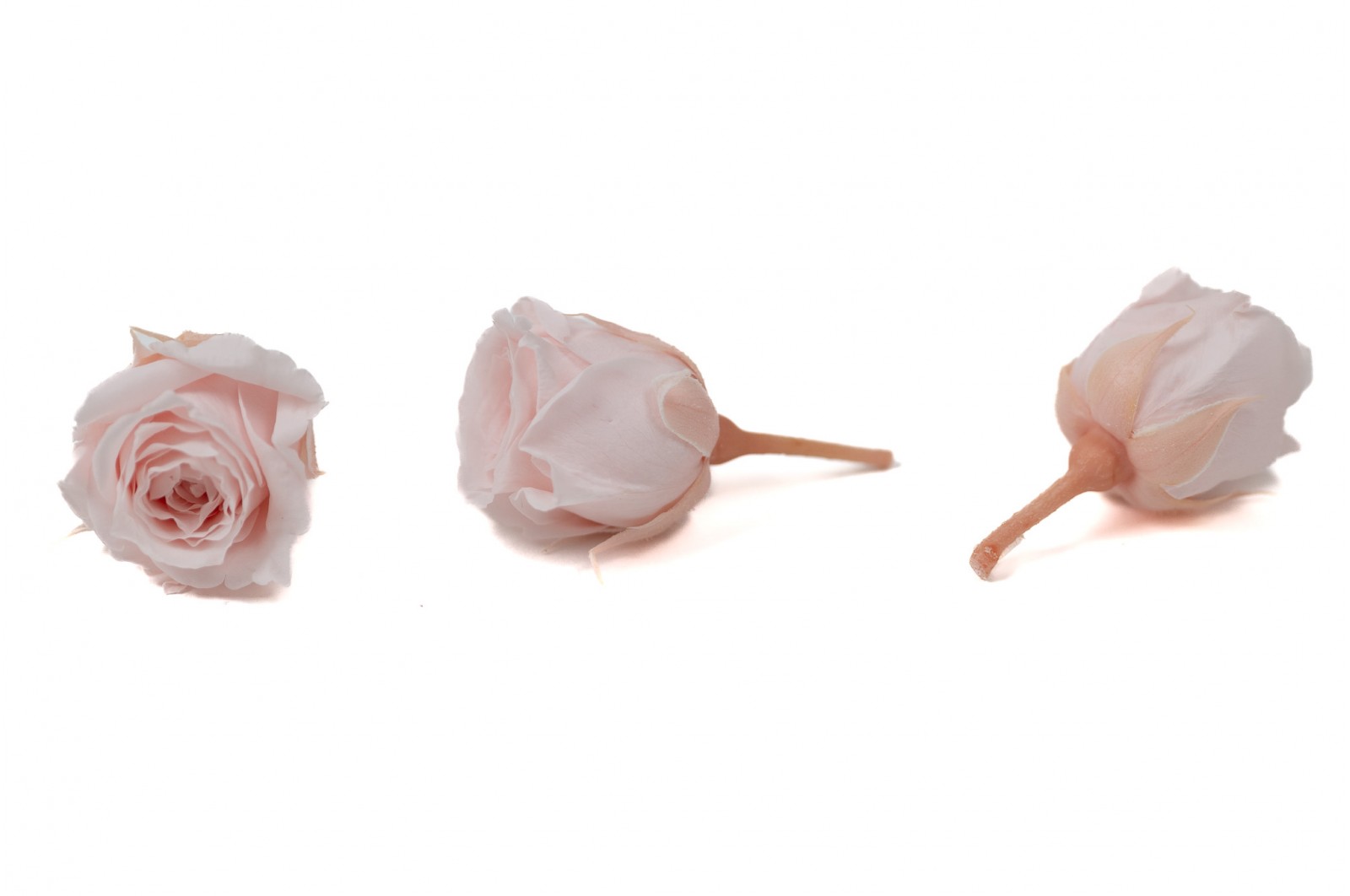 Rose Vivian stabilisée│vente aux pros│Grossiste en végétaux stabilisées