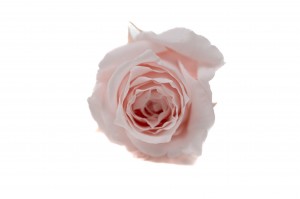 Rose Vivian stabilisée│vente aux pros│Grossiste en végétaux stabilisées