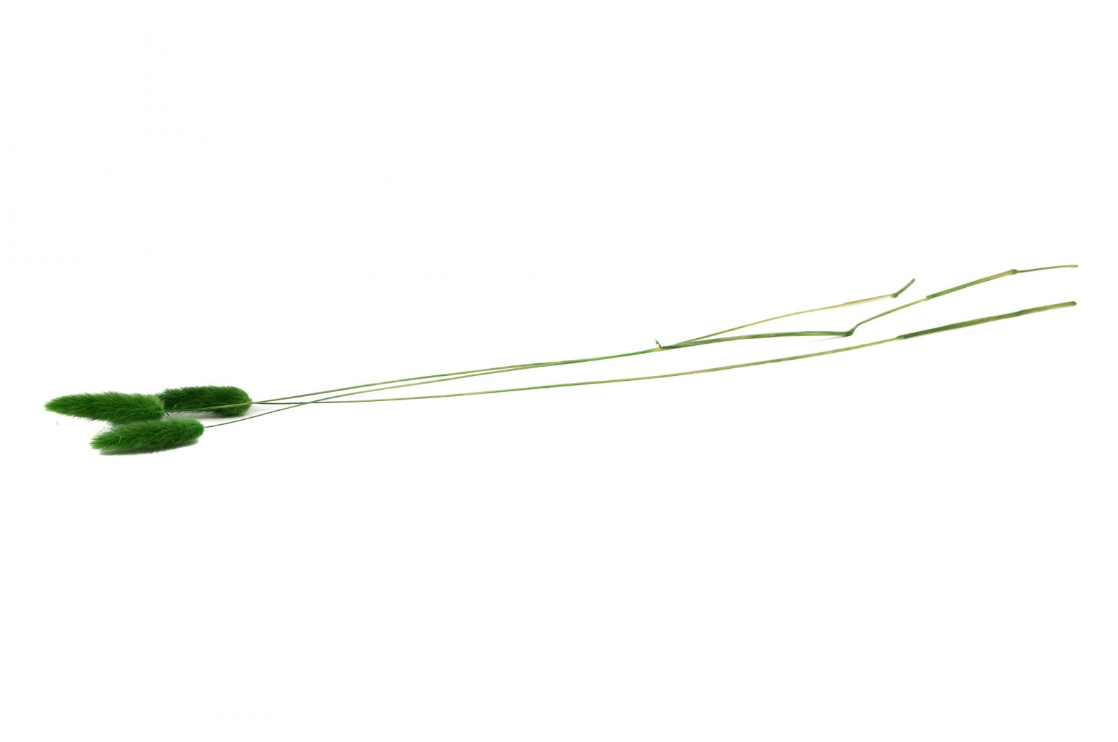 PHOCEALYS │Lagurus sec │vente aux pros│Grossiste en fleurs séchées
